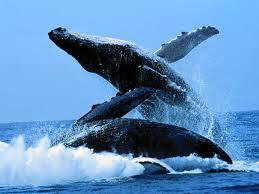 Le Peuple des Baleines